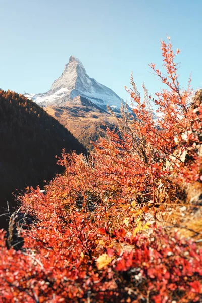 Szczyt Matterhorn i czerwony krzew — Zdjęcie stockowe