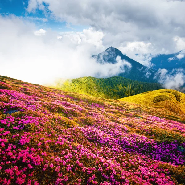 Літній пейзаж з рожевими квітами рододендрона — стокове фото