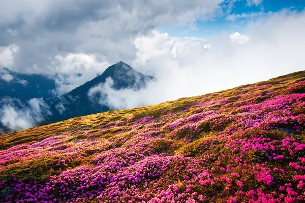 Paesaggio magico con incantevoli fiori di rododendro rosa — Foto Stock