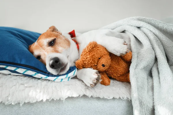 Uyuyan jack russel terrier köpek yavrusu — Stok fotoğraf