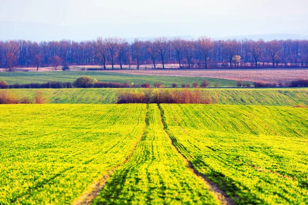 Righe verdi di frumento giovane — Foto Stock