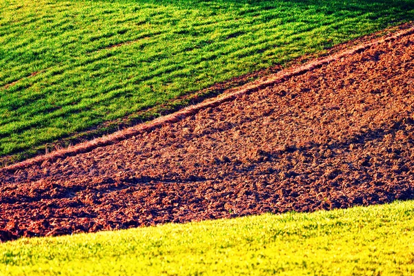 Linhas verdes de trigo jovem — Fotografia de Stock