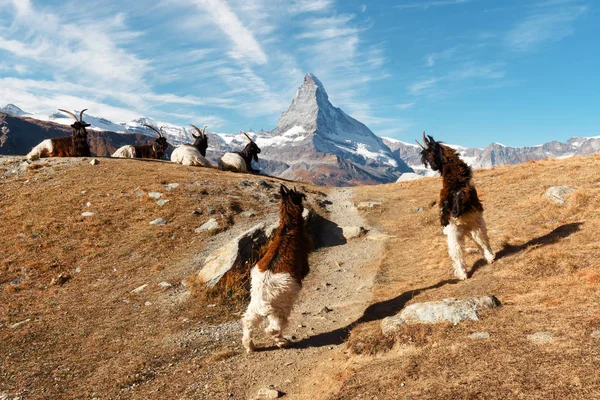 Bestrijding van geiten op Matterhorn Cervino top achtergrond — Stockfoto