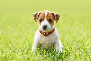 Küçük beyaz köpek yavrusu Jack Russel Terrier