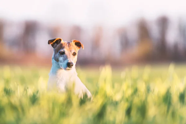 Jack russel terrier on green field — Stock Photo, Image