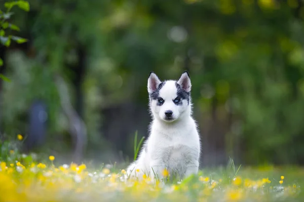 Ένα μικρό λευκό σκυλί κουτάβι φυλή Siberian husky — Φωτογραφία Αρχείου