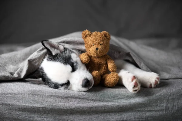 Um pequeno cachorro cão branco raça siberiano husky — Fotografia de Stock