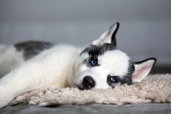 En liten vit hund valp ras sibirisk husky — Stockfoto