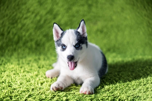 En liten hvit hundevalp av sibirsk husky – stockfoto