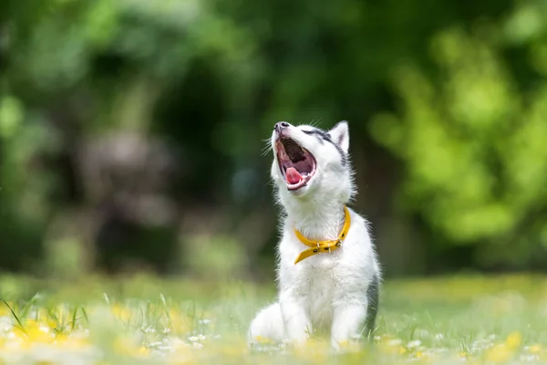 一只小白狗，种西伯利亚哈士奇犬 — 图库照片