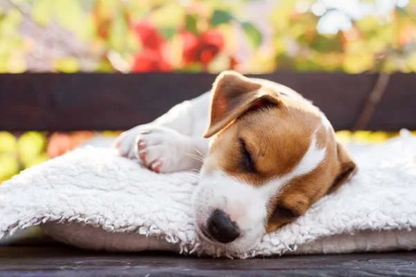 Un petit chien blanc chiot race Jack Russel Terrier — Photo