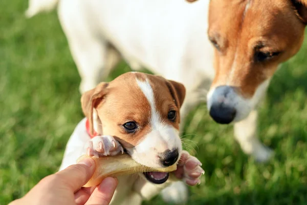 Um cachorro pequeno cão branco raça Jack Russel Terrier — Fotografia de Stock