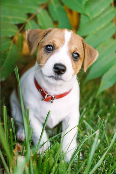 Ένα μικρό λευκό σκυλί κουτάβι φυλή Jack Russel Terrier — Φωτογραφία Αρχείου