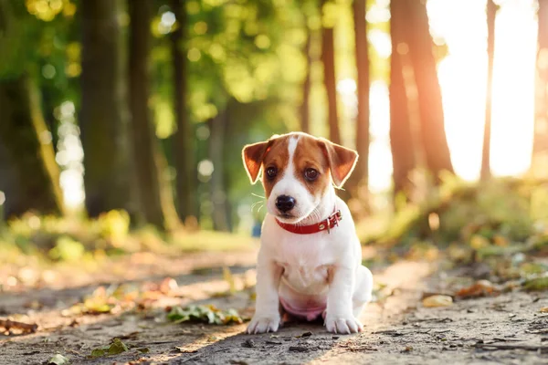 Een kleine witte hond puppy ras Jack Russel Terrier — Stockfoto