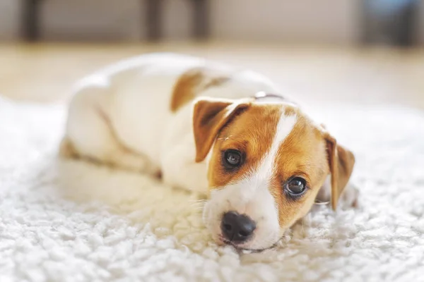 Um cachorro pequeno cão branco raça Jack Russel Terrier — Fotografia de Stock