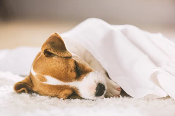 Um cachorro pequeno cão branco raça Jack Russel Terrier — Fotografia de Stock