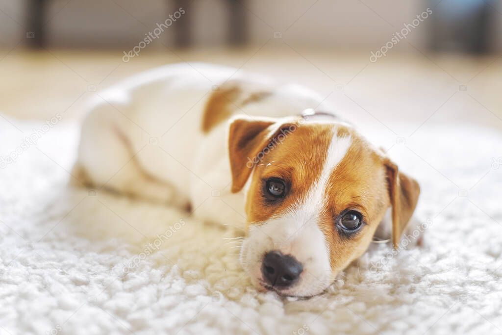 A small white dog puppy breed Jack Russel Terrier