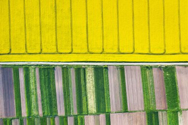 Sarı çiçeklenme alanının hava aracı görüntüsü