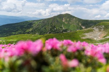 Dağlarda pembe rhododendron çiçekleri