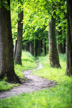 Bahar parkında patika