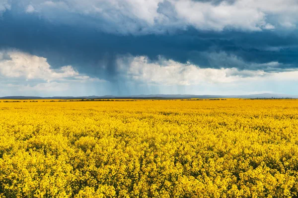 노란 유채 들판 위 에비가 내리는 극적 인 폭풍 구름 — 스톡 사진