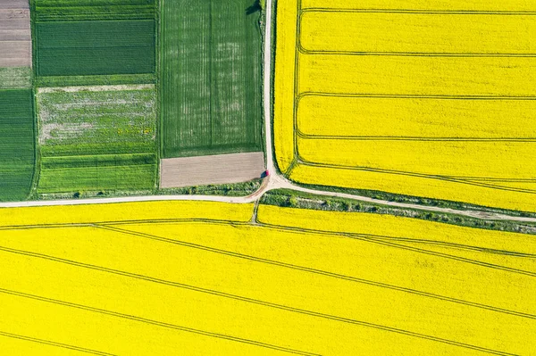 Aerial drone top view of yellow blooming field — Stock Photo, Image