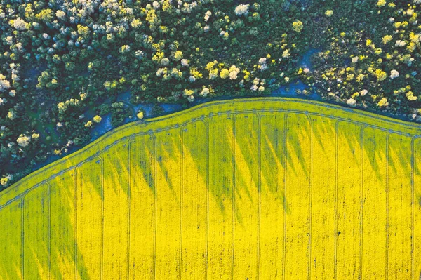 Vista superior del dron aéreo del campo de floración amarilla —  Fotos de Stock