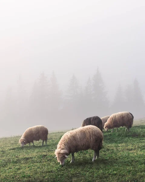 Mandria di pecore nelle montagne primaverili — Foto Stock