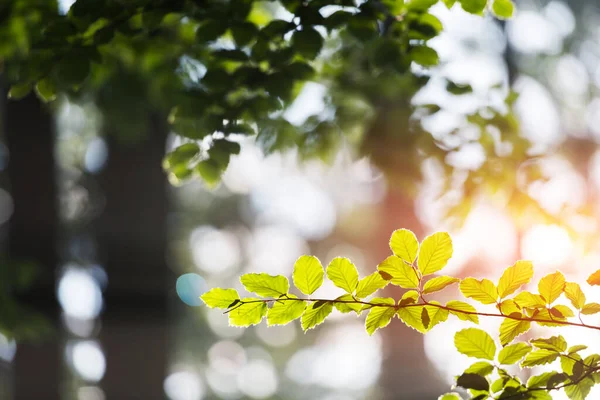 Detailní pohled na přírodu zeleného bukového listu na jarních větvičkách — Stock fotografie