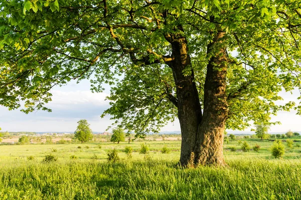 Старая липа на летнем лугу — стоковое фото