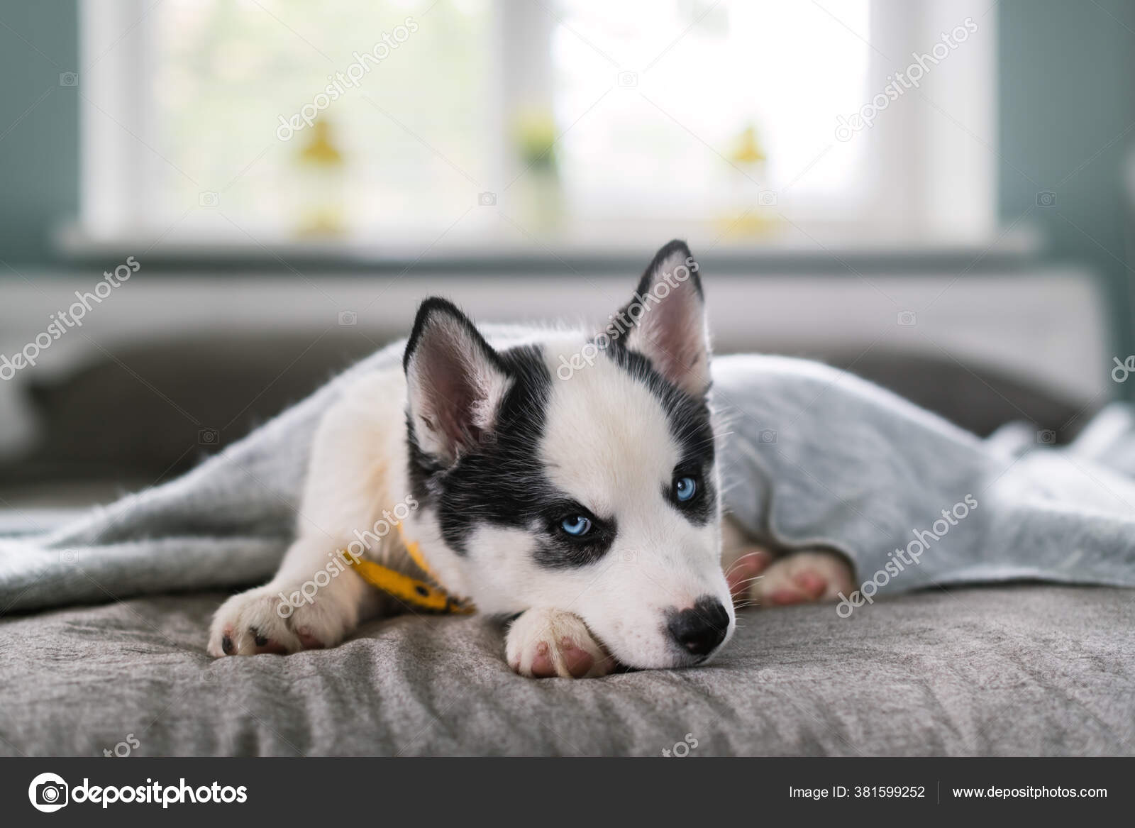 A small white dog puppy breed siberian husky — Stock Photo