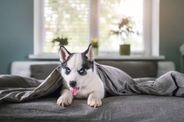Küçük beyaz bir köpek yavrusu Sibirya kurdu