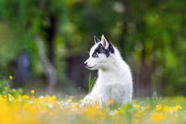 Küçük beyaz bir köpek yavrusu Sibirya kurdu