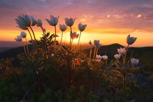 Amazing landscape with magic white flowers