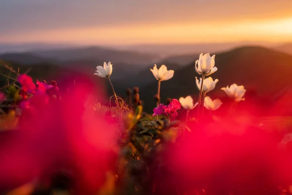 Campo de flores en prado de primavera — Foto de Stock