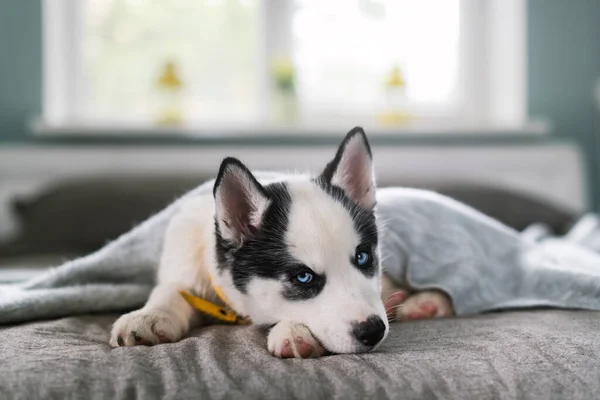 Un cachorro pequeño perro blanco raza husky siberiano — Foto de Stock