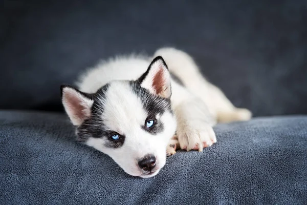 Ein kleiner weißer Hundewelpe züchtet sibirische Huskys — Stockfoto