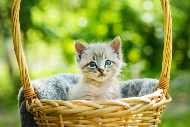 Mavi evetlerle dolu küçük bir kedi yavrusu.