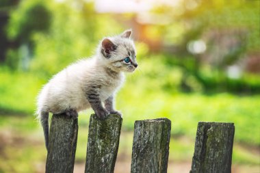 Small kitten cat with blue ayes on wooden fence clipart