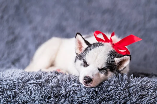 Egy kis fehér kutyakölyök fajta szibériai husky — Stock Fotó