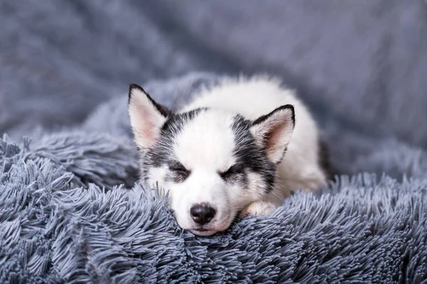 Een kleine witte hond puppy ras Siberische husky — Stockfoto