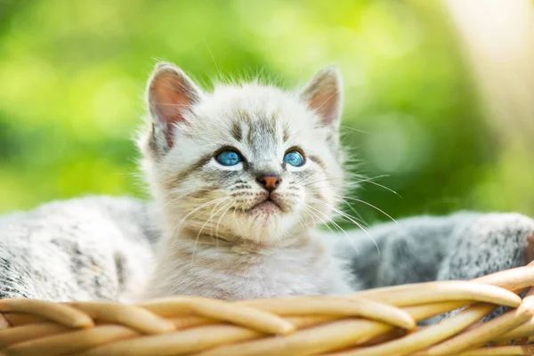 Gatinho pequeno com aies azul na cesta — Fotografia de Stock