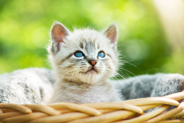 Small kitten with blue ayes in basket