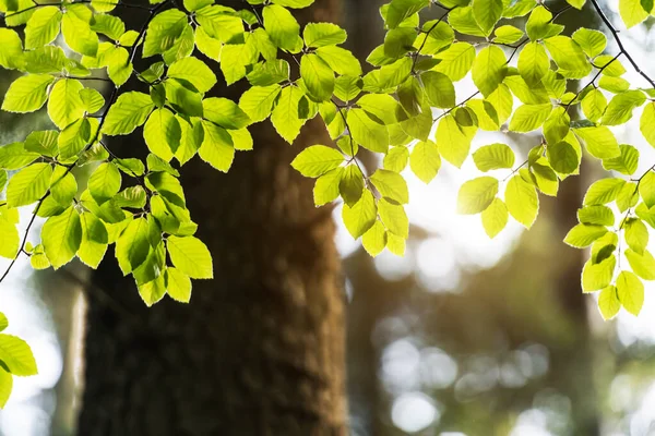 Vue rapprochée de la nature des feuilles de hêtre vert sur les rameaux printaniers — Photo