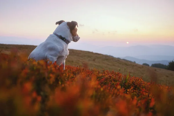 Alone white dog sitting in the red grass — Stock Photo, Image