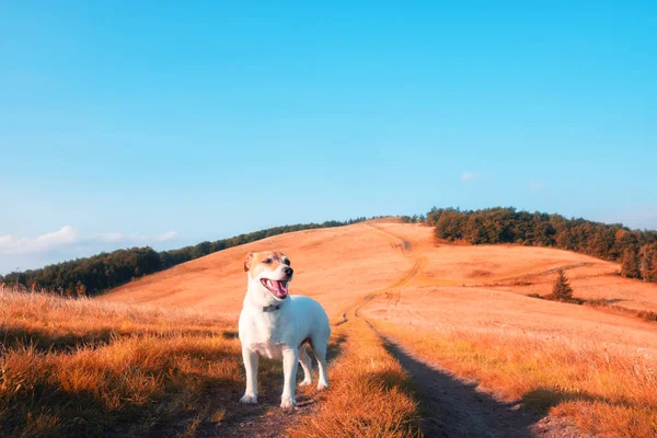 Alone white dog on mountains road