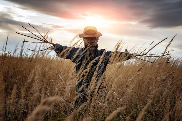 Skrämmande fågelskrämma på ett vetefält vid solnedgången — Stockfoto