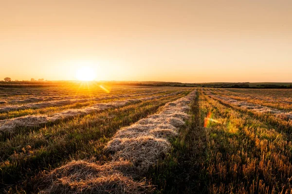 Tramonto sul campo di grano con paglia di mais — Foto Stock