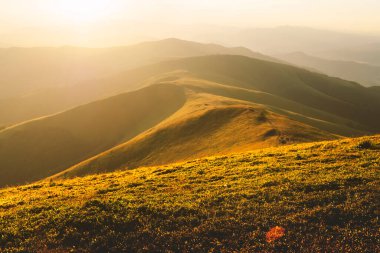 Sonbahar dağlarında rüzgarda titreyen sarı otlar.