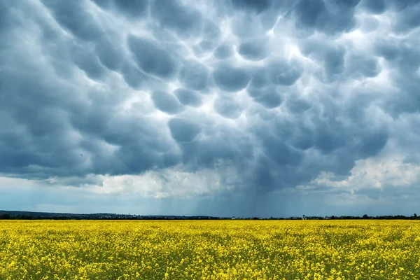 Yellow rape field on stormy sky background — Stock Photo, Image